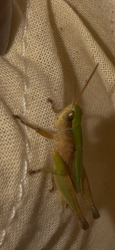 Short-winged Green Grasshopper