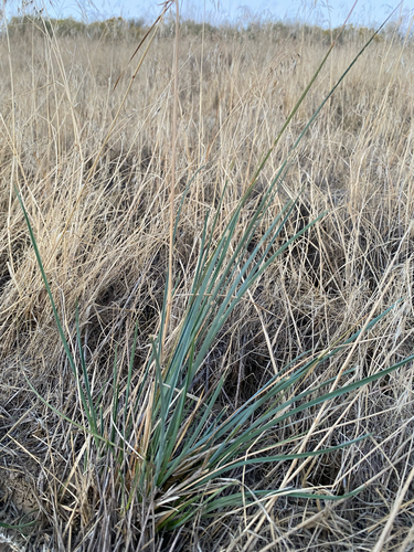 Poa secunda observed 2026-09-20