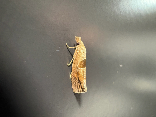 Triangle-backed Pelochrista Moth