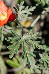 (c) Daughter Dad, some rights reserved (CC BY) Sphaeralcea coccinea, photograph (c) Daughter Dad, some rights reserved (CC BY)