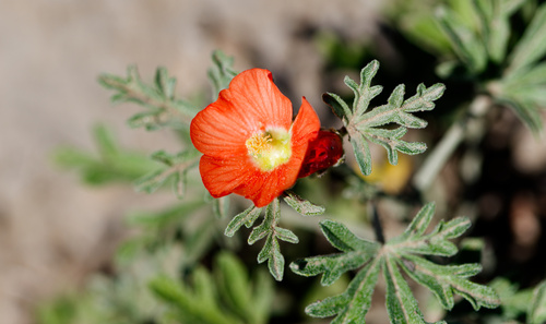 Sphaeralcea coccinea, photograph 2
