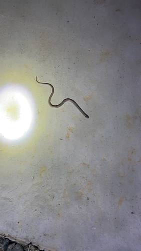 Southwestern Blackhead Snake