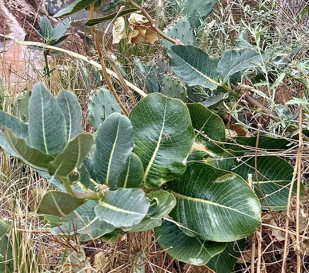 Asclepias latifolia; photograph author not stated, no rights reserved