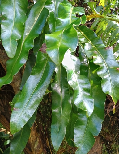 Elaphoglossum crassifolium observed 2026-09-20