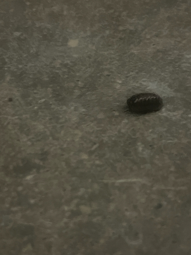 Common Pill Woodlouse