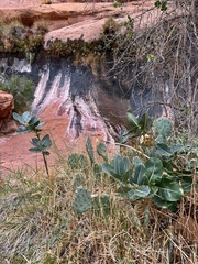 author not stated, no rights reserved Asclepias latifolia, photograph author not stated, no rights reserved