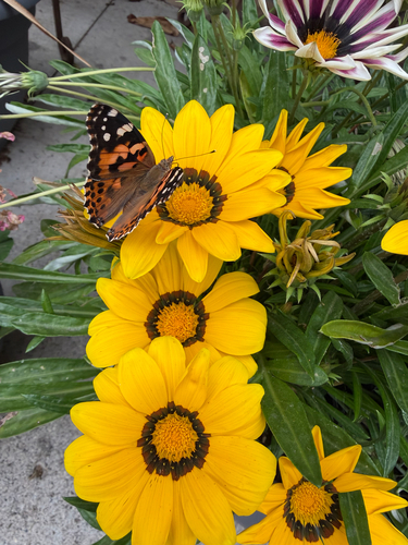 Painted Lady