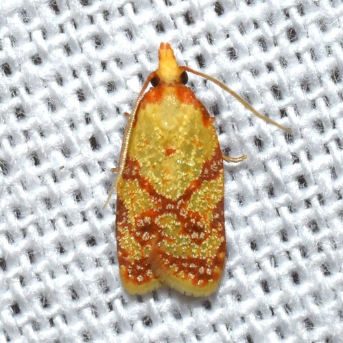 Sparganothis Fruitworm Moth photo 6