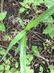Melanthieae