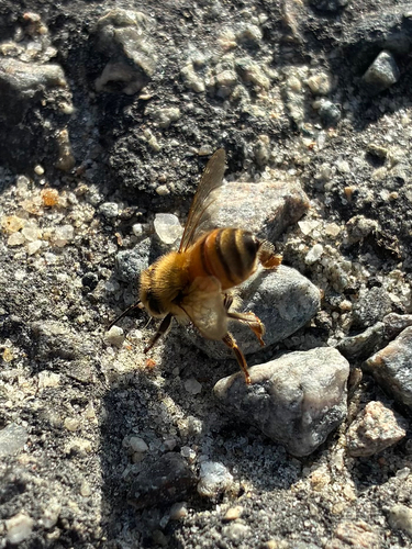 Western Honey Bee