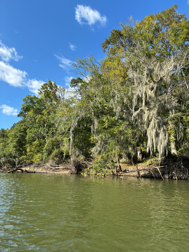 Spanish moss