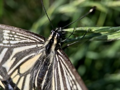 Papilio xuthus
