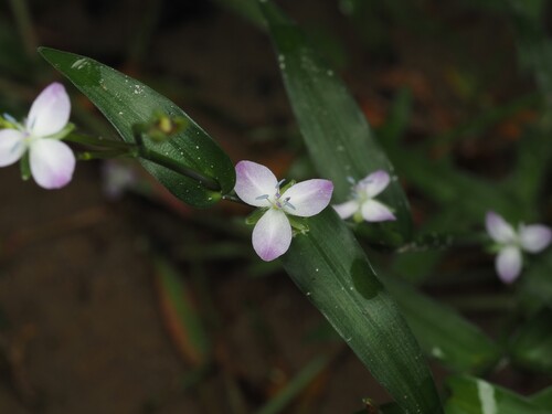 Murdannia keisak, photograph 4