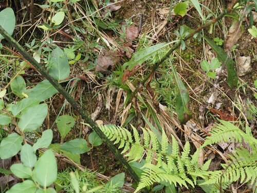 Solidago erecta, photograph 6