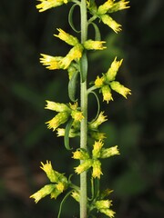 Solidago erecta, photograph (c) carter, some rights reserved (CC BY)