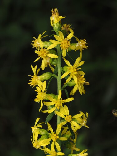 Solidago erecta, photograph 4