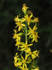 Solidago erecta, photograph (c) carter, some rights reserved (CC BY)