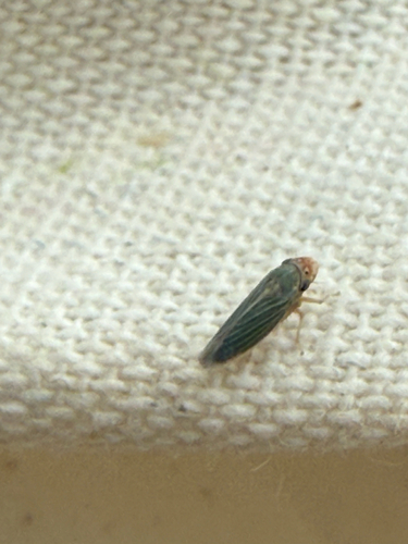 Bermudagrass Leafhopper