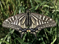 Papilio xuthus