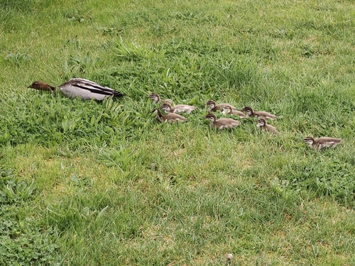 Australian Wood Duck
