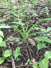Melanthieae