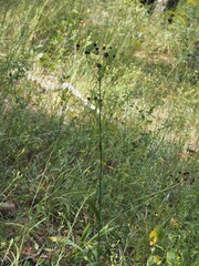 (c) carter, some rights reserved (CC BY) Eryngium yuccifolium, photograph (c) carter, some rights reserved (CC BY)