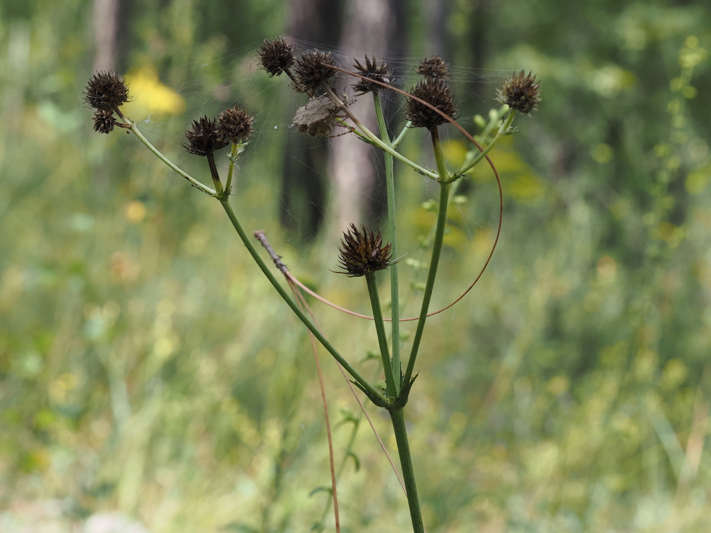 Eryngium yuccifolium; photograph (c) carter, some rights reserved (CC BY)
