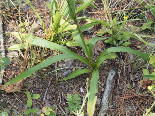 Eryngium yuccifolium, photograph 2