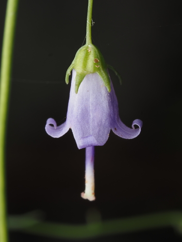 Campanula divaricata, photograph 1
