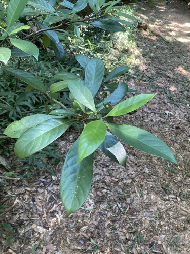 Psychotria asiatica, photograph 2