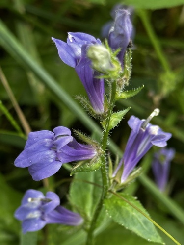 great blue lobelia