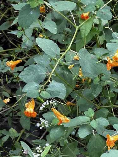 common jewelweed