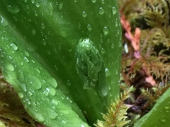 Platanthera orbiculata