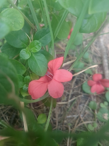 Barleria repens observed 2026-09-20