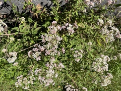 Eupatorium formosanum