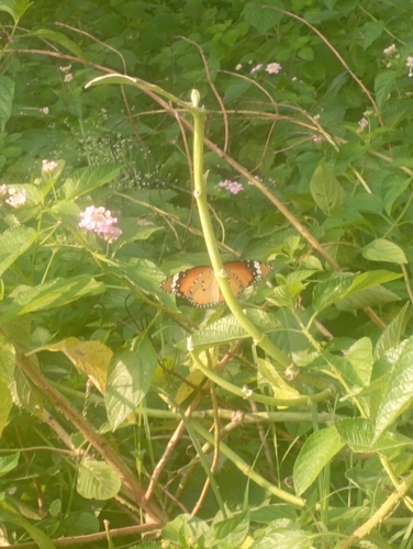 Plain Tiger Butterfly