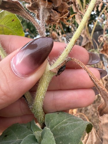 Diamondback Spittlebug