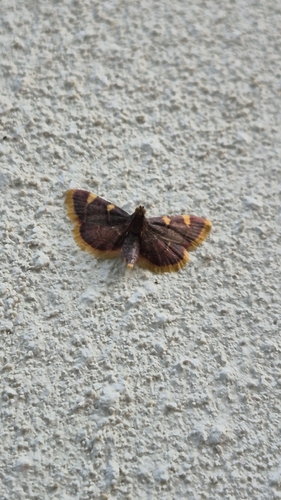 Clover Hayworm Moth