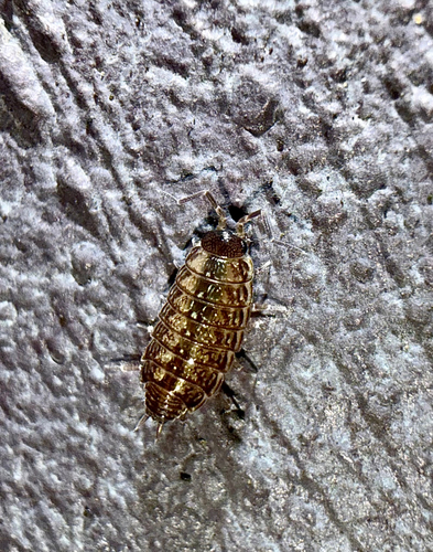 Common Striped Woodlouse