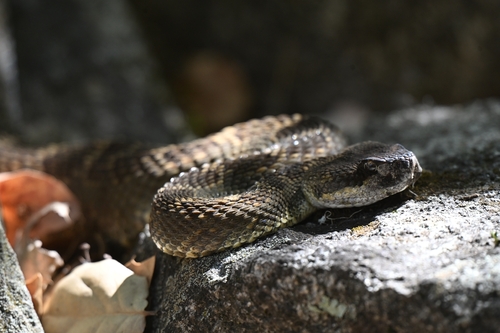 iNaturalist observation photo of Northern Pacific Rattlesnake