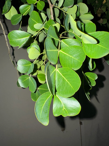 Haematoxylum campechianum observed 2026-09-20