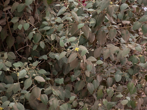 Capparicordis crotonoides, 2026-09-20