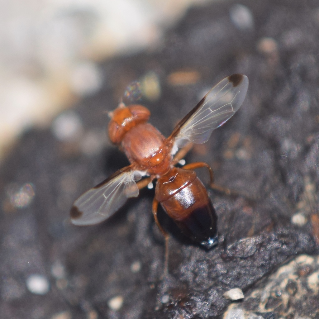 Acrosticta