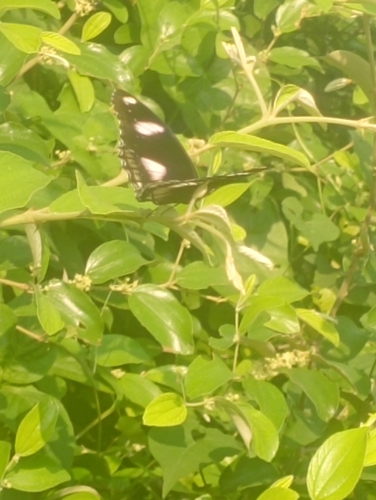 Great Eggfly