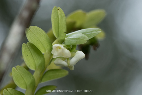 Appendicula observed 2026-09-13