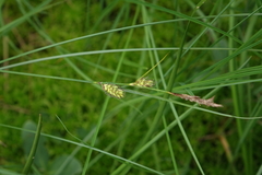 Carex lasiocarpa