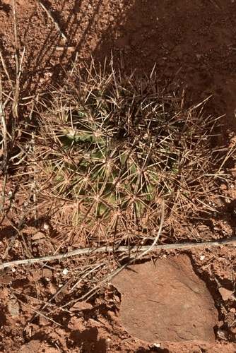 Siler's Pincushion Cactus