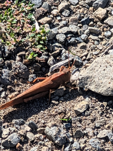 Carolina Grasshopper