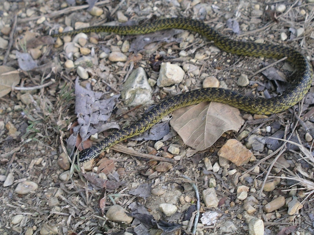 Mangrove Snak