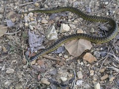 Erythrolamprus cobella